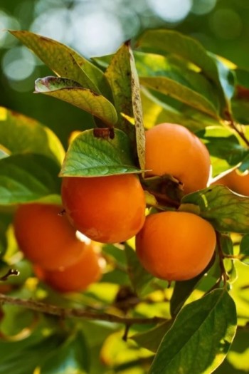 Хурма віргінська ‘Тейлор’|Diospyros virginiana ‘Taylor’|Хурма виргинская ‘Тейлор’